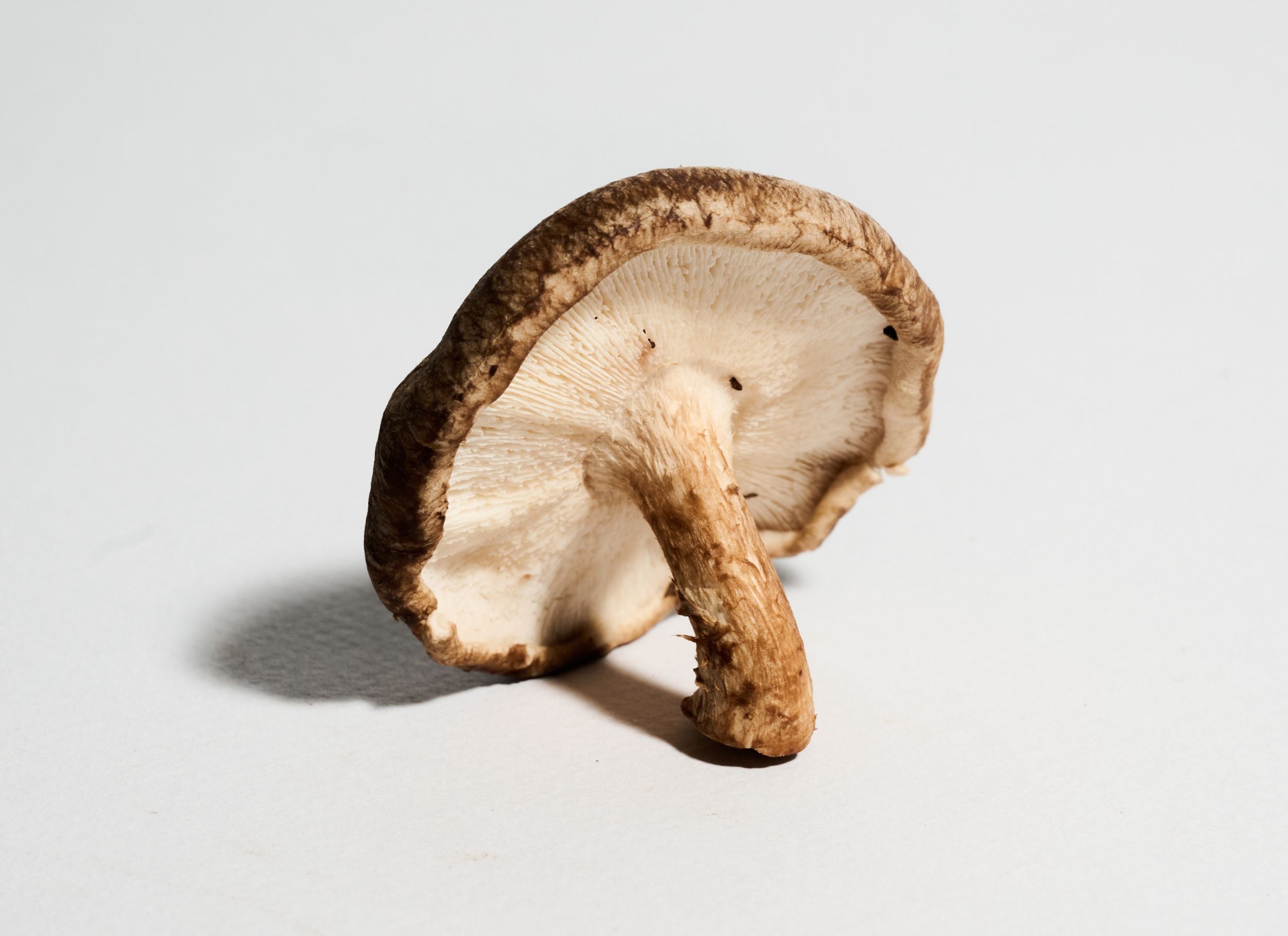 10 Ways AHCC Can Improve Your Health | Quality of Life