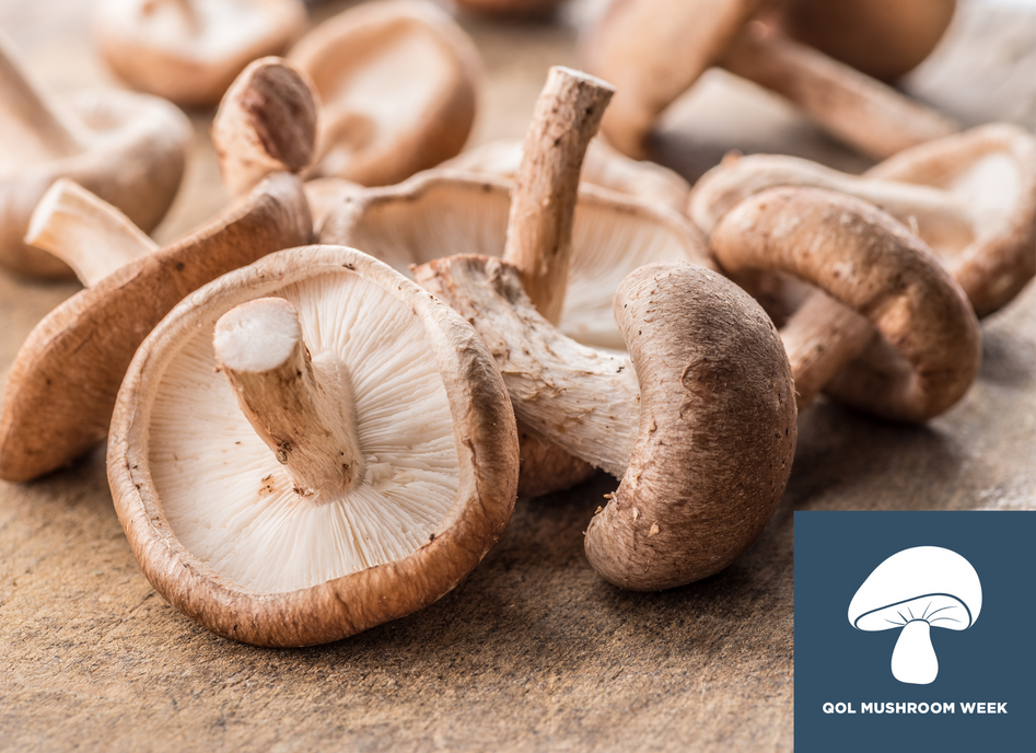Medicinal Mushroom Wars What’s Better: Mushroom Fruiting Body or Mushroom Mycelia?