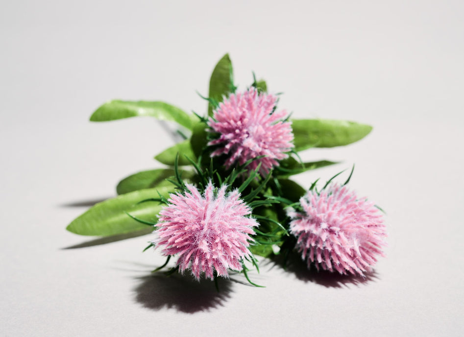 What Is Milk Thistle and How Can It Help with Immune Support?