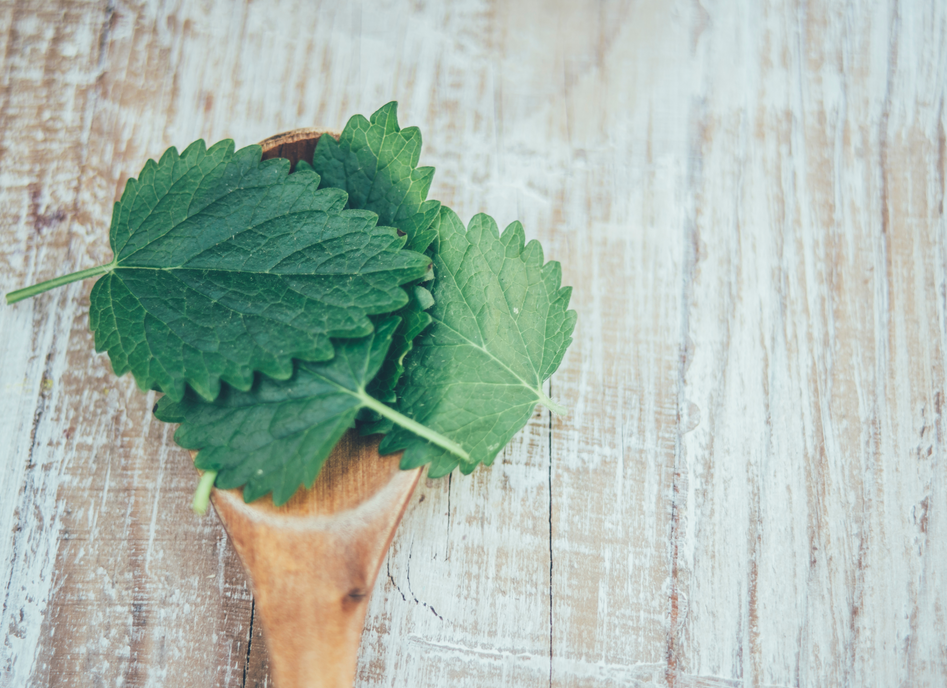 Lemon Balm for Anxiety Relief
