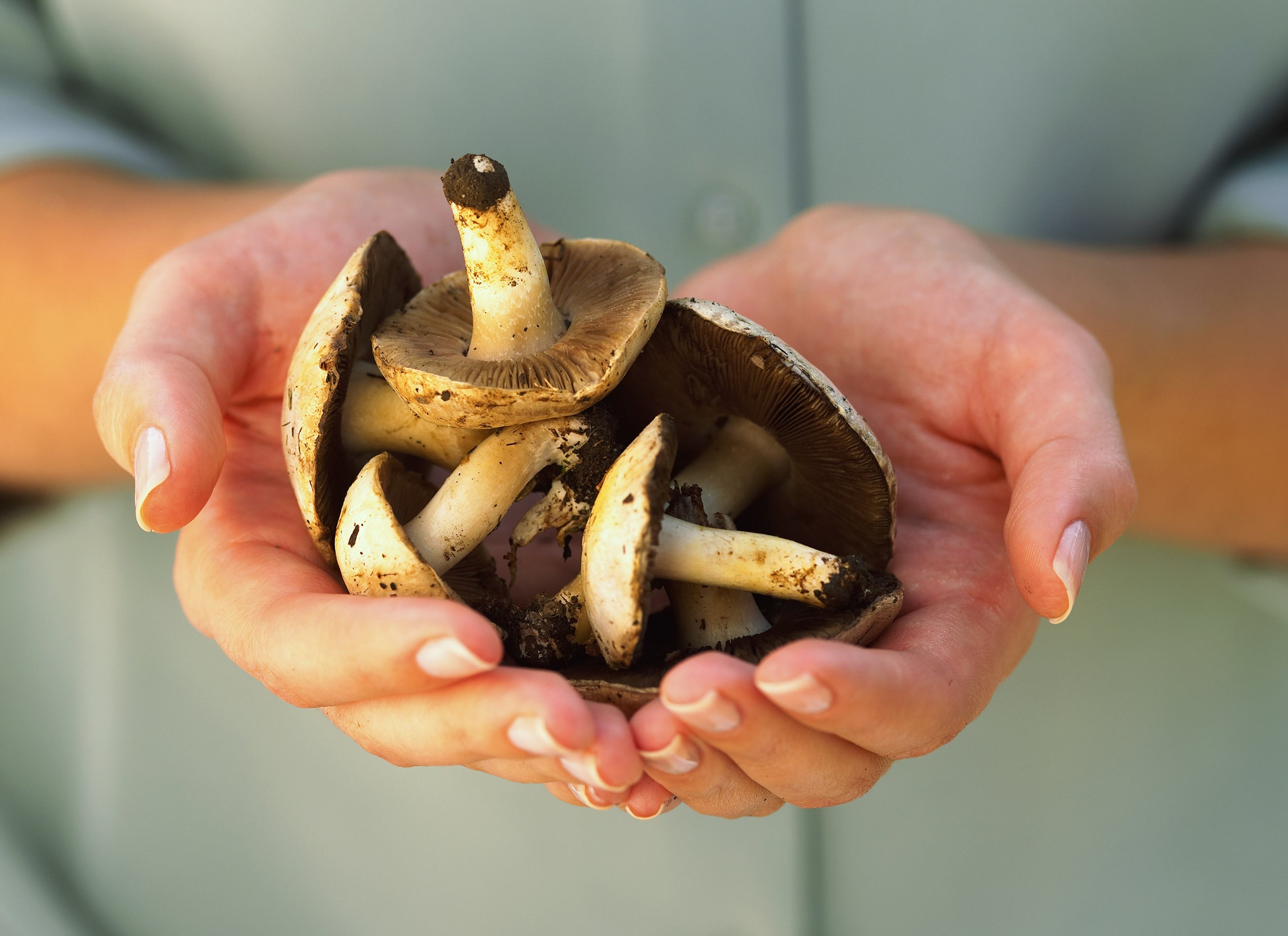 Fight Seasonal Health Concerns with AHCC® Quality of Life