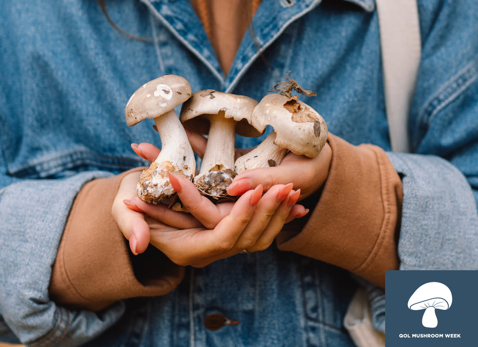 Types of Medicinal Mushrooms and What They Can Do for You