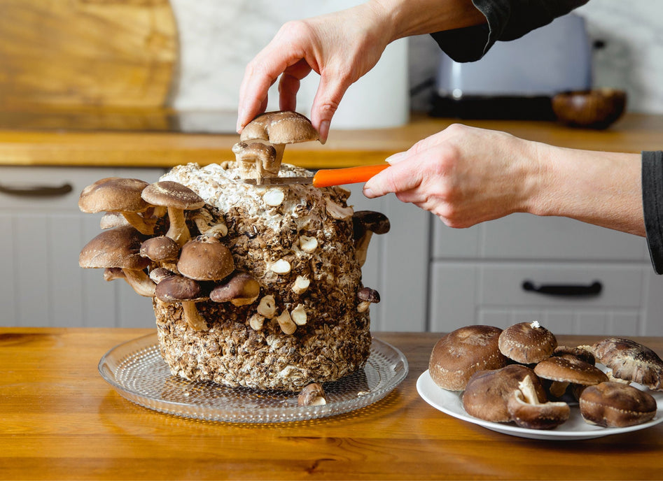 Fun & Creative Ways to Celebrate Mushrooms
