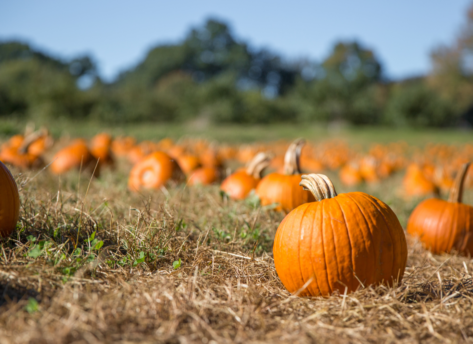 5 Creative Ways to Utilize Your Pumpkins: Reduce Waste & Reap Health Benefits