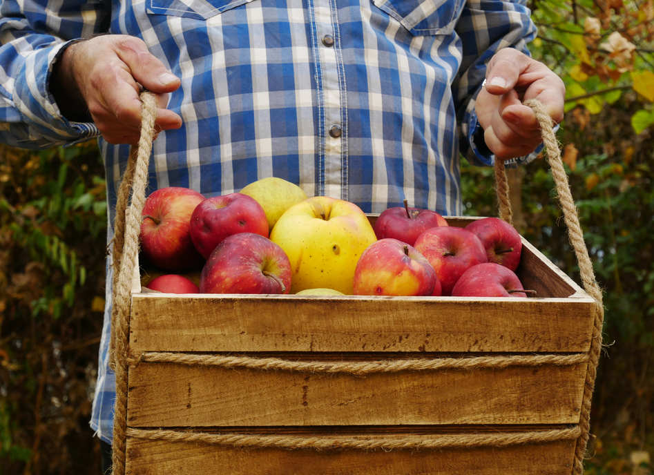 Apple-picking Goodness: Recipes for Fall's Favorite Fruit