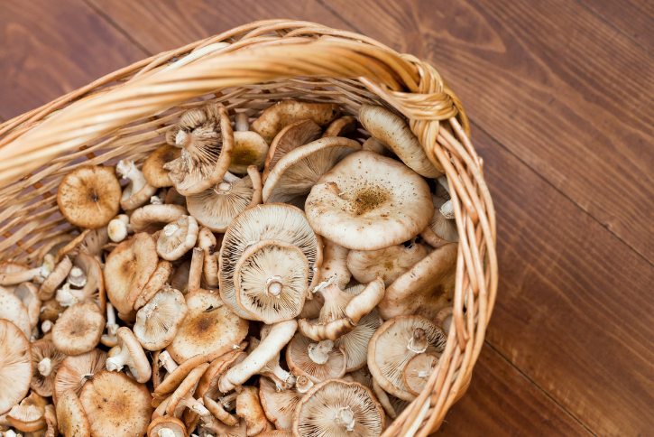 Why AHCC® is More Than Just Mushroom Extract