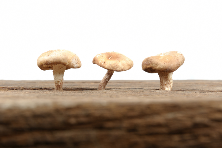 Mushrooms Are Magic