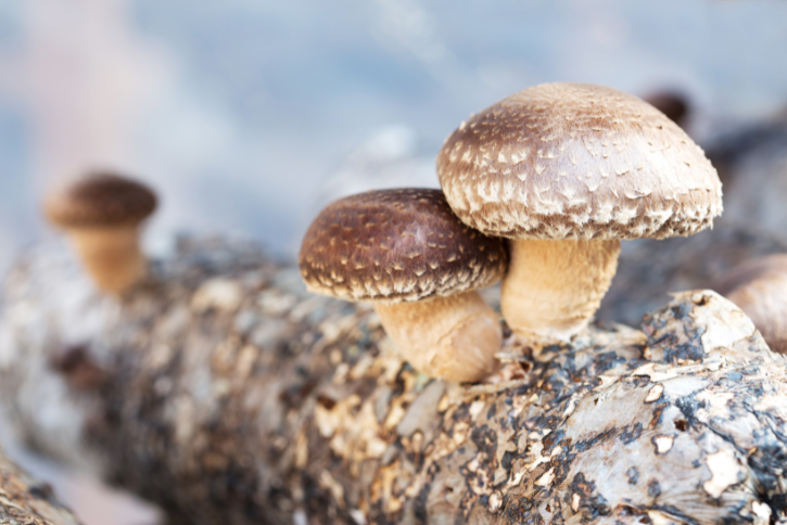 AHCC® Versus Turkey Tail Mushrooms
