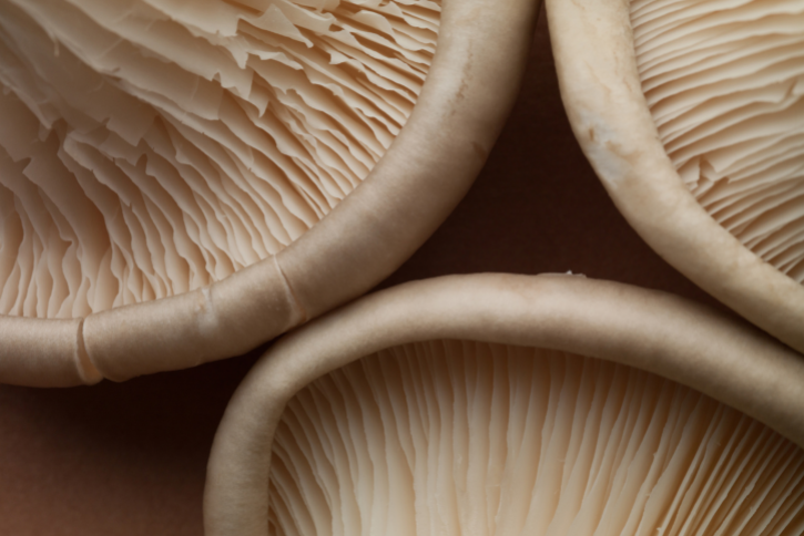 Chaga Mushrooms vs. AHCC®